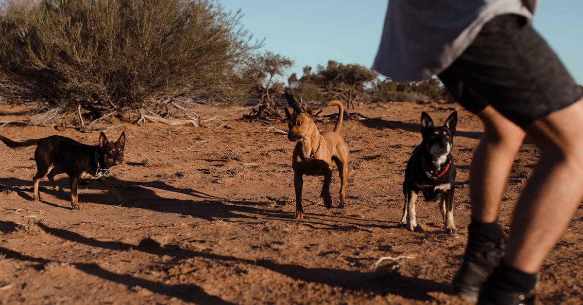 2000g sourdough boule in medium sized dutch oven - Group of medium size dogs with short fur running to crop man in casual clothes in sandy area in daytime 2000g sourdough boule in medium sized dutch oven - Group of medium size dogs with short fur running to crop man in casual clothes in sandy area in daytime