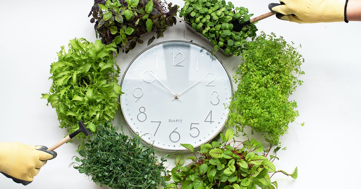 6 hour cooling contradicts 2/4 hour food use rule - Free stock photo of aromatic, basil, clock 6 hour cooling contradicts 2/4 hour food use rule - Free stock photo of aromatic, basil, clock