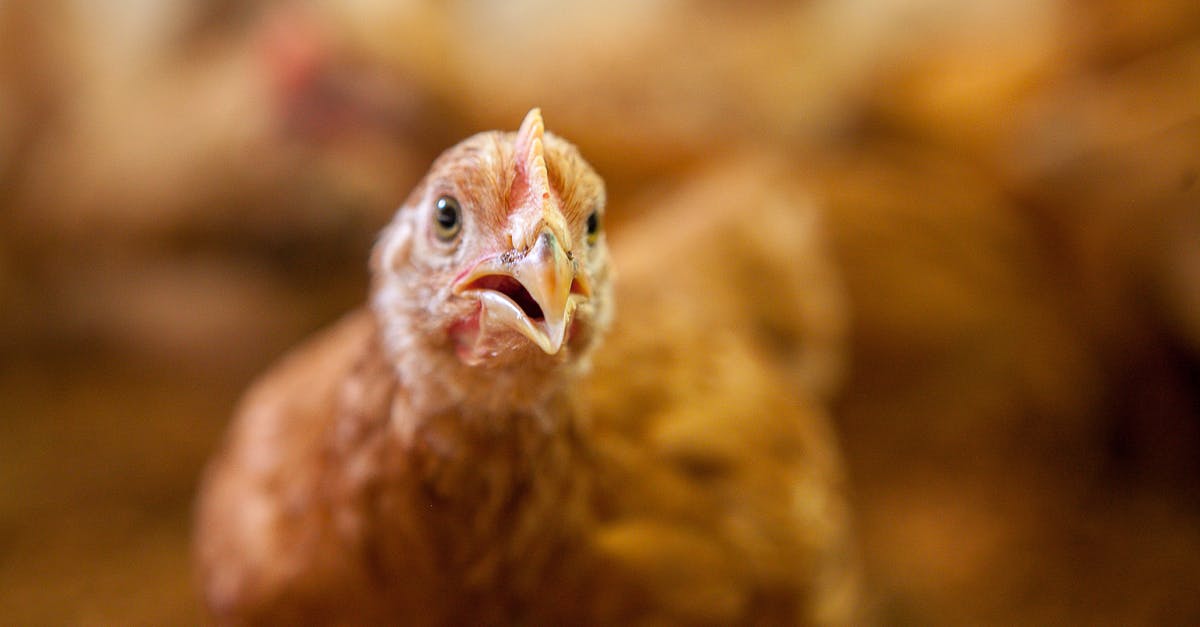 About chicken and osmosis - Yellow Chick in Tilt Shift Lens About chicken and osmosis - Yellow Chick in Tilt Shift Lens
