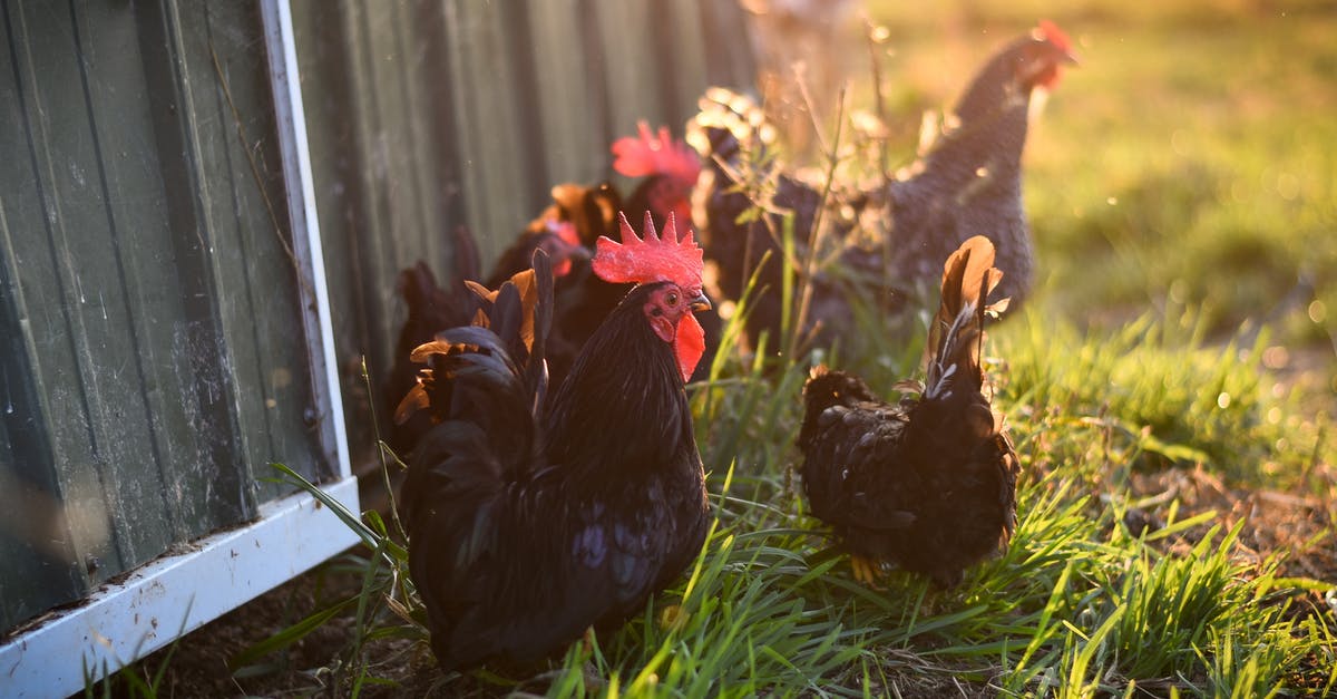 About Farm Chicken - Black Rooster on Green Grass About Farm Chicken - Black Rooster on Green Grass