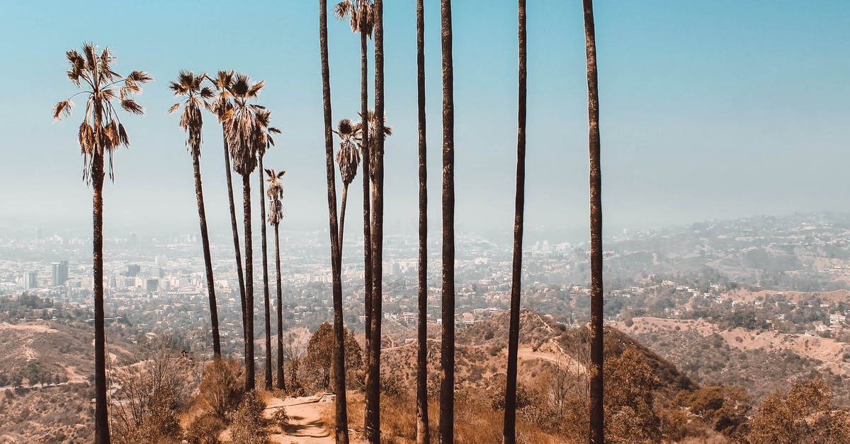 Accidentally used high heat on Teflon pan! - Trees Near Dried Grass Under Clear Sky Accidentally used high heat on Teflon pan! - Trees Near Dried Grass Under Clear Sky