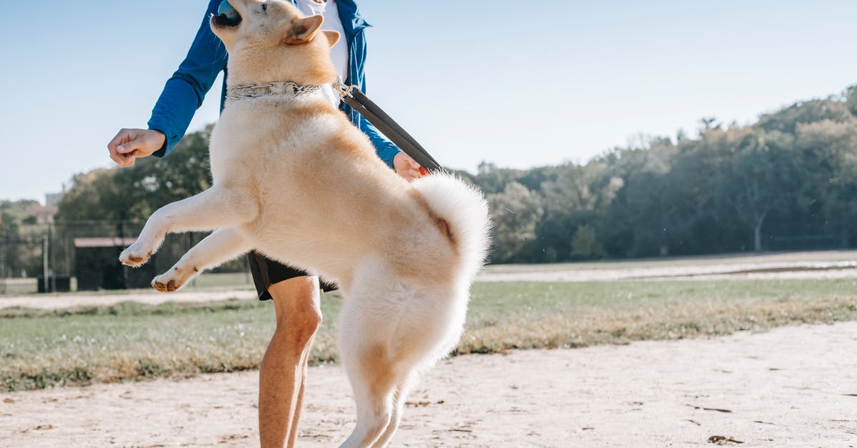 Acmella oleracea (Szechuan buttons) - active chemical for mouth sensation? - Jumping dog with ball near crop ethnic owner in park Acmella oleracea (Szechuan buttons) - active chemical for mouth sensation? - Jumping dog with ball near crop ethnic owner in park