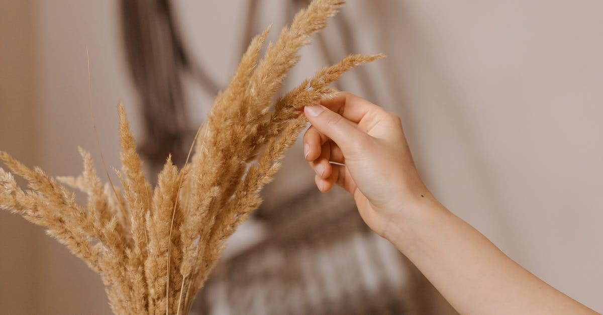 after re-hydrating and desalinating a salted cod it became slightly brown - Person Holding Brown Wheat in White Round Container after re-hydrating and desalinating a salted cod it became slightly brown - Person Holding Brown Wheat in White Round Container