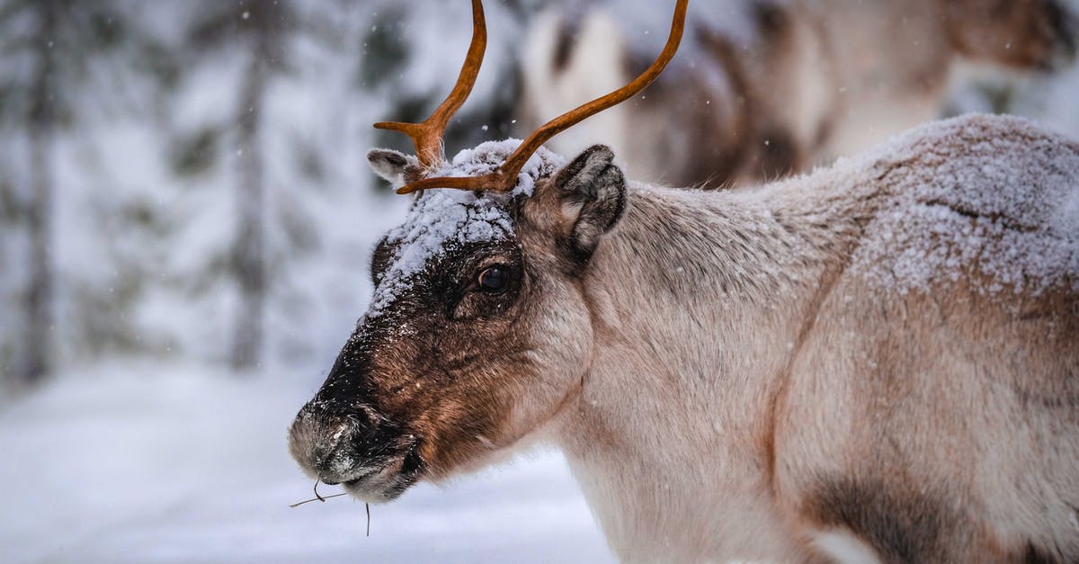 Am I supposed to eat frozen cherries directly - Reindeer eating in winter forest during snowfall Am I supposed to eat frozen cherries directly - Reindeer eating in winter forest during snowfall