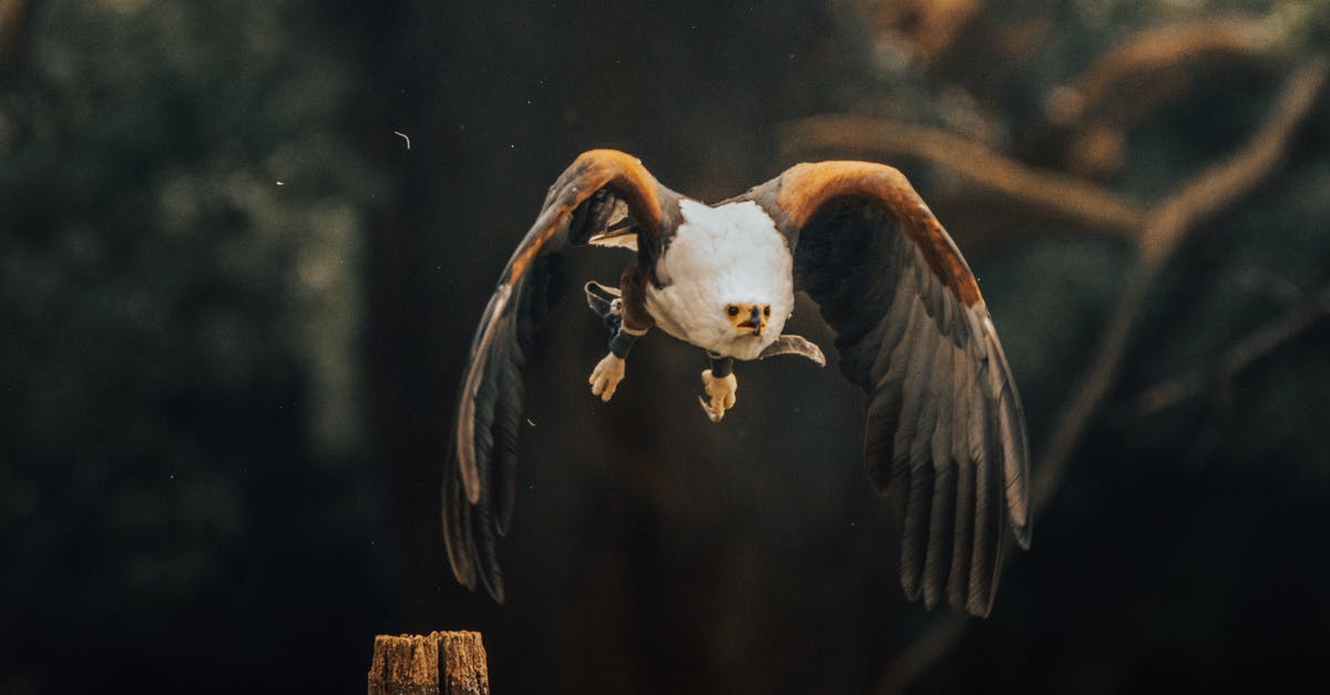 Any danger to leaving brown sugar exposed to air? - Bald eagle flying in countryside Any danger to leaving brown sugar exposed to air? - Bald eagle flying in countryside