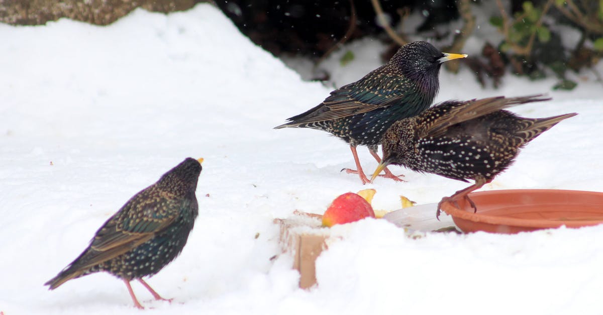 Any food safety risk eating cold refrigerated pizza? - Three Birds on the Ground Surrounded by Snow Any food safety risk eating cold refrigerated pizza? - Three Birds on the Ground Surrounded by Snow