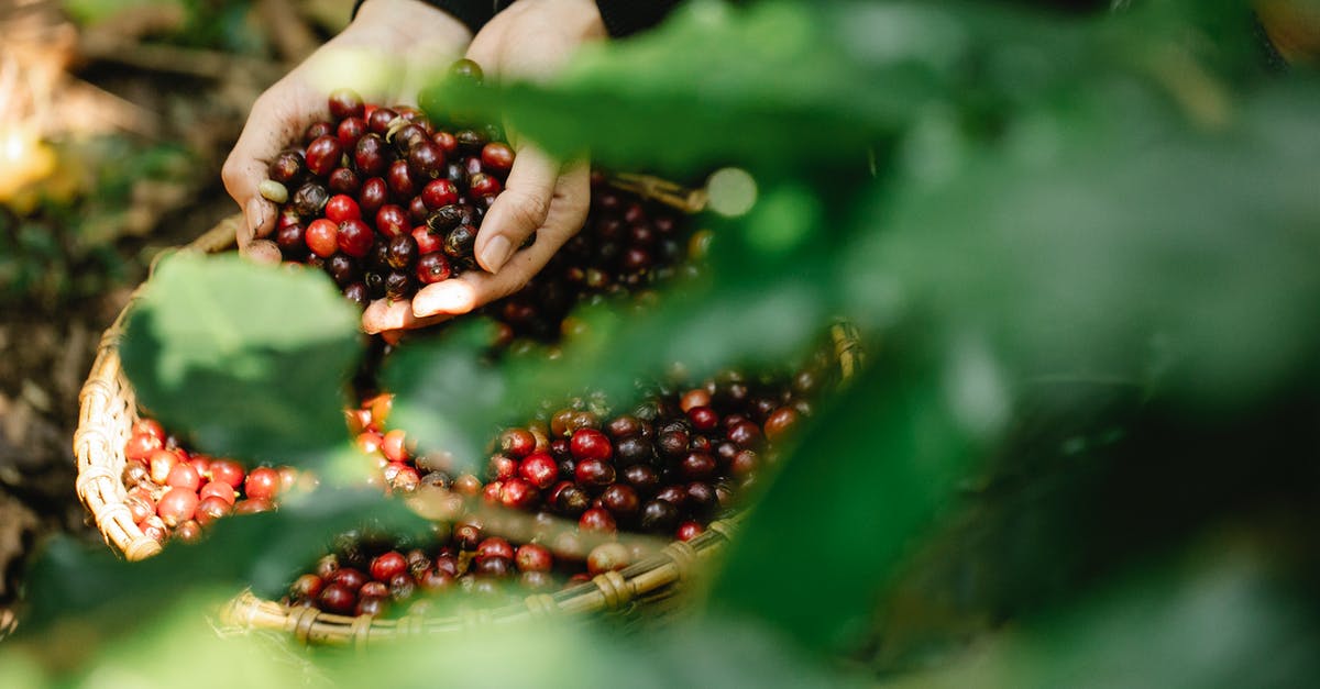 Anyone knows how this seed/fruit is called? (bush) - Unrecognizable farmer harvesting red coffee berries in forest Anyone knows how this seed/fruit is called? (bush) - Unrecognizable farmer harvesting red coffee berries in forest