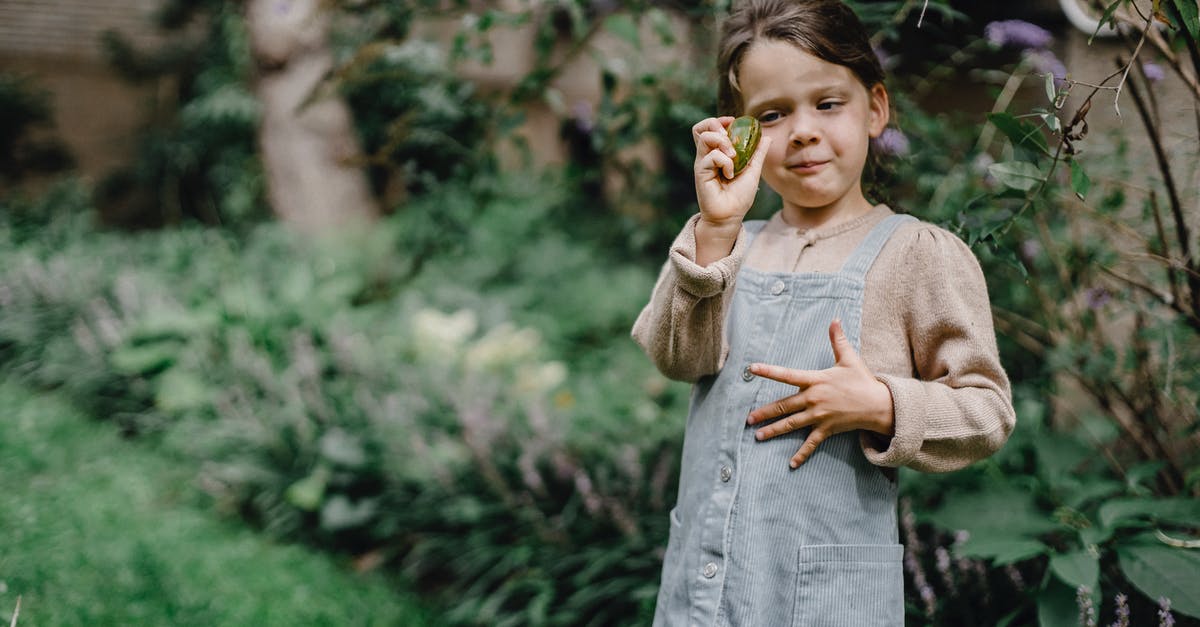 Anyone knows how this seed/fruit is called? (bush) - Funny kid holding ripe fruit in hand while resting in green garden Anyone knows how this seed/fruit is called? (bush) - Funny kid holding ripe fruit in hand while resting in green garden