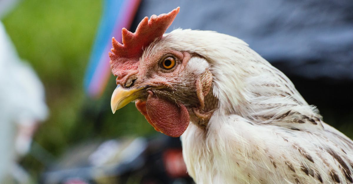 Anything wrong with this chicken/can undercooked chicken be white inside? - Selective Focus Photo of White Chicken Anything wrong with this chicken/can undercooked chicken be white inside? - Selective Focus Photo of White Chicken