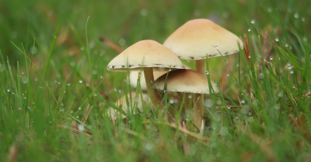 Appropriate way to thaw mushrooms - Close up of Mushrooms in Grass Appropriate way to thaw mushrooms - Close up of Mushrooms in Grass