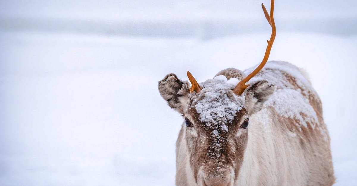 Arctic char available in North-America - Lonely wild reindeer with broken antler grazing on empty terrain covered by snow on winter day Arctic char available in North-America - Lonely wild reindeer with broken antler grazing on empty terrain covered by snow on winter day