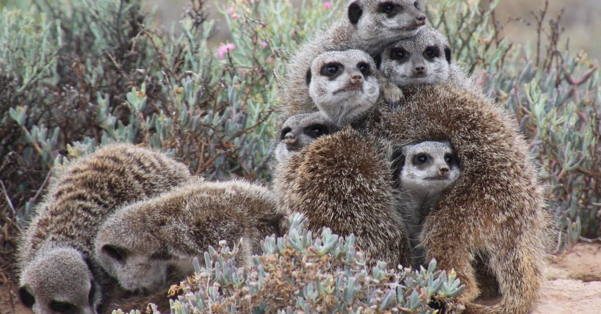 Are all species of CANNA edible? - Gray Meerkat Facing Cameras Are all species of CANNA edible? - Gray Meerkat Facing Cameras