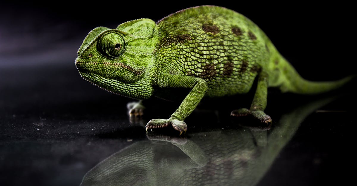 Are all species of CANNA edible? - Photo Of Chameleon Near The Water Are all species of CANNA edible? - Photo Of Chameleon Near The Water