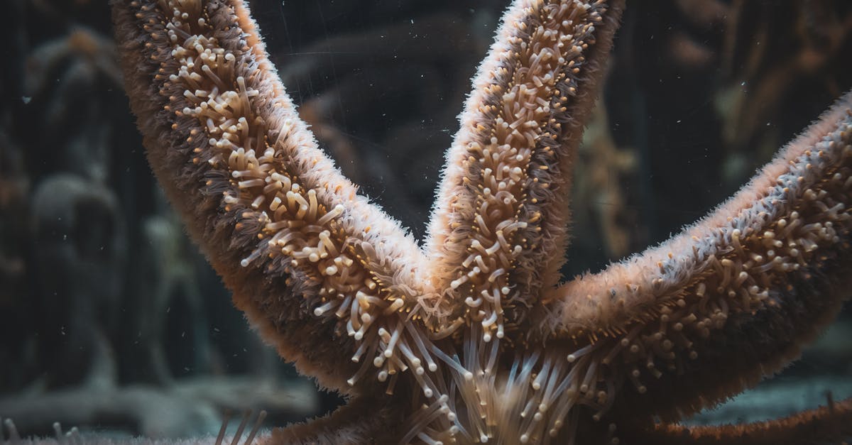Are areas filled with an oily texture common in jamon serrano - Starfish with soft papulas on arms Are areas filled with an oily texture common in jamon serrano - Starfish with soft papulas on arms