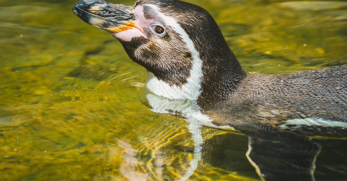 Are calcium and magnesium lost by soaking beans? - Black and White Penguin on Water Are calcium and magnesium lost by soaking beans? - Black and White Penguin on Water