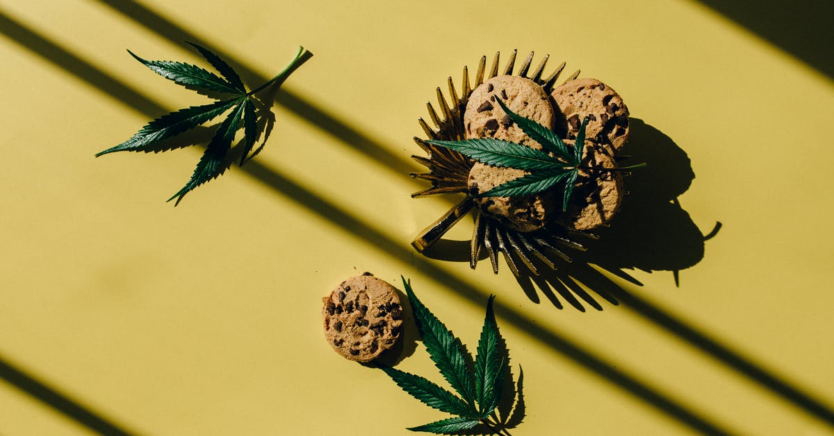 Are calemondin leaves edible? - Chocolate Chip Cookies and Hemp Leaves On Yellow Background Are calemondin leaves edible? - Chocolate Chip Cookies and Hemp Leaves On Yellow Background
