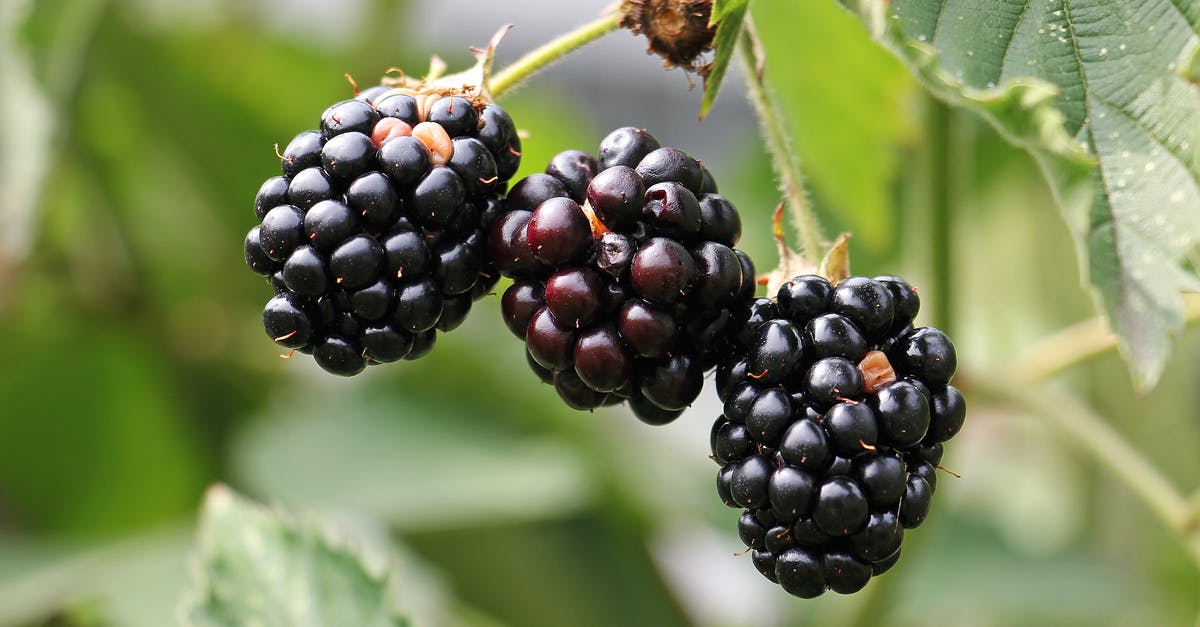 Are calemondin leaves edible? - Round Black Fruit Are calemondin leaves edible? - Round Black Fruit