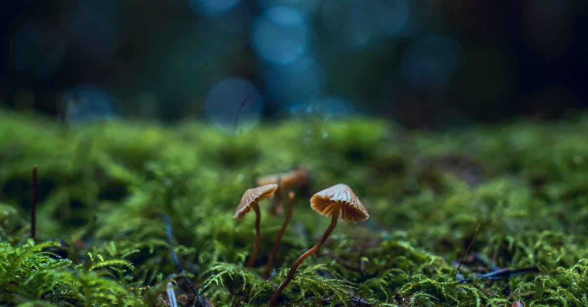 Are chestnut mushrooms and baby portabella mushrooms the same thing? - Close-Up Photo of Mushrooms Are chestnut mushrooms and baby portabella mushrooms the same thing? - Close-Up Photo of Mushrooms
