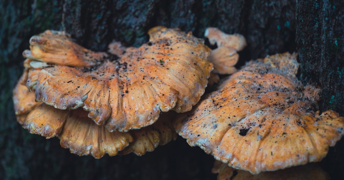 Are Devil’s Cigar mushrooms poisonous? - Mushrooms Growing on the Trunk of a Tree Are Devil’s Cigar mushrooms poisonous? - Mushrooms Growing on the Trunk of a Tree