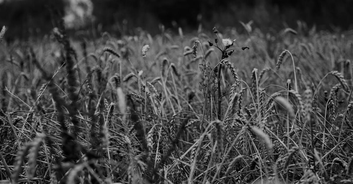 Are Farro (Triticum dicoccum) and Spelta (Triticum spelta) interchangeable? - Triticum compactum in field in daytime