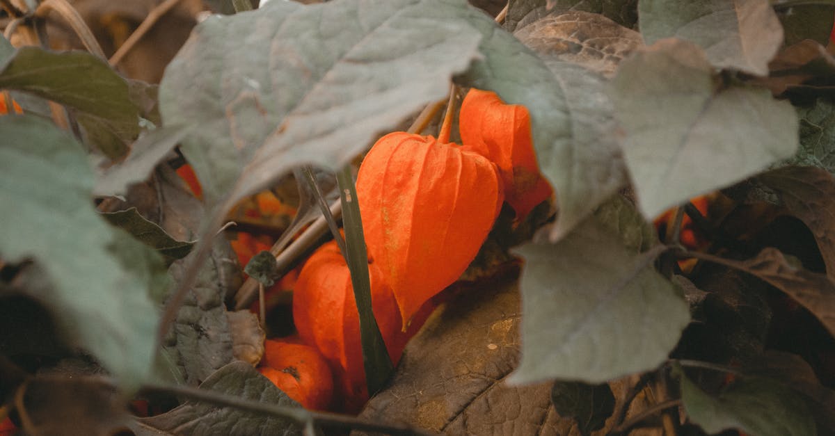 Are gourd leaves edible? - Close-up Photo of Orange Petaled Flowers Are gourd leaves edible? - Close-up Photo of Orange Petaled Flowers