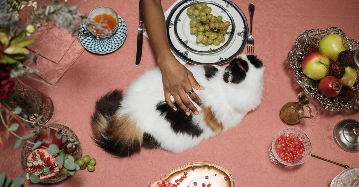 Are insects bought as pet food safe for human consumption? - White and Black Cat on Table