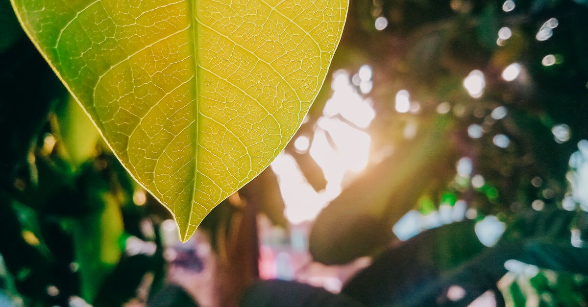 Are large veins in a rhubarb leaf safe to eat? - Green Leaf in Close Up Photography Are large veins in a rhubarb leaf safe to eat? - Green Leaf in Close Up Photography