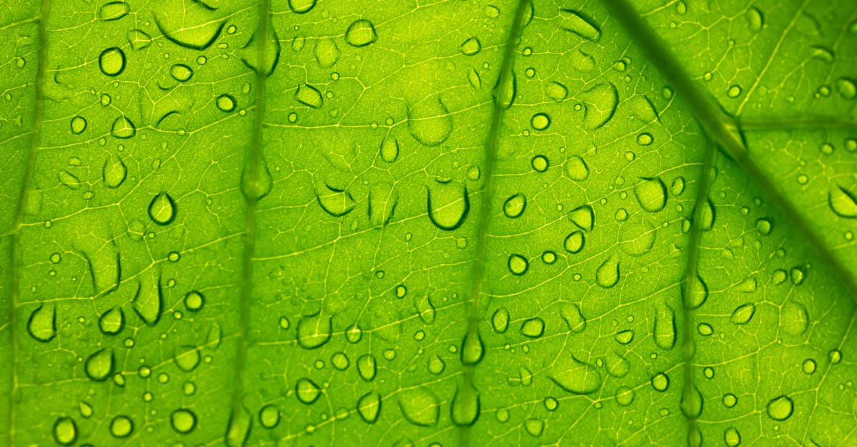 Are large veins in a rhubarb leaf safe to eat? - Water Droplets on Green Leaf Are large veins in a rhubarb leaf safe to eat? - Water Droplets on Green Leaf