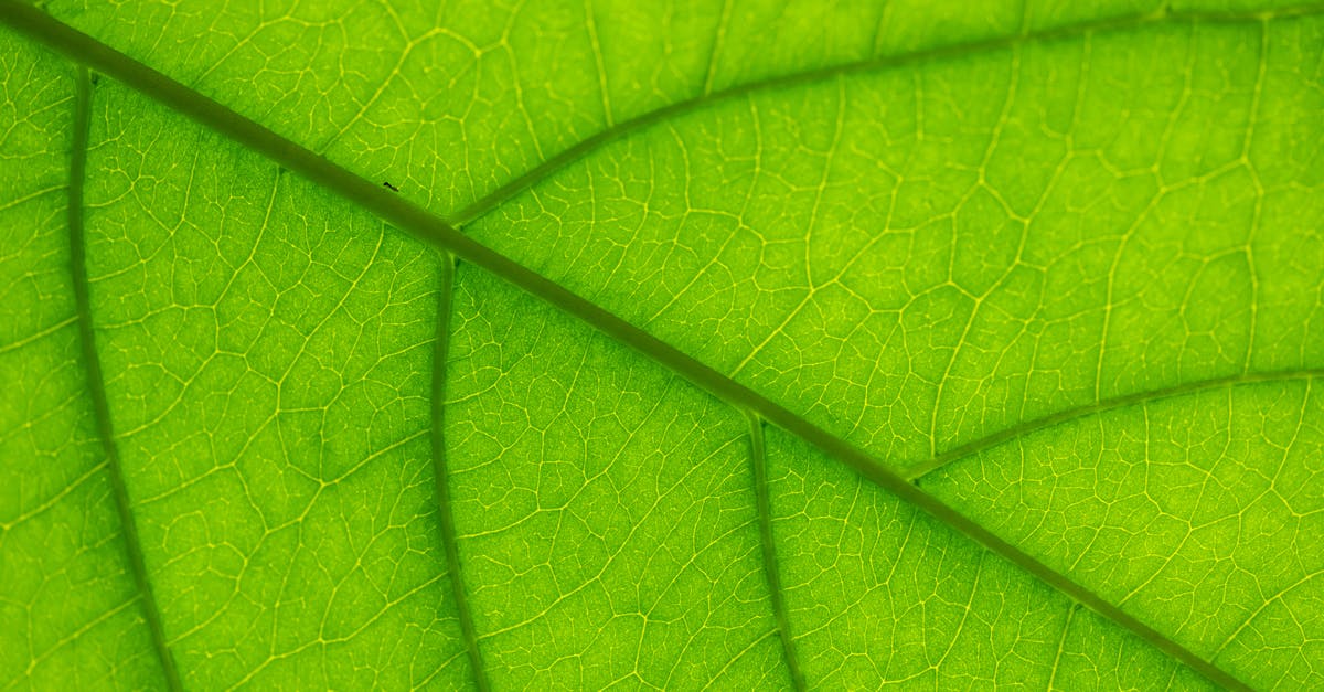 Are large veins in a rhubarb leaf safe to eat? - Macro Photography of Green Leaf Are large veins in a rhubarb leaf safe to eat? - Macro Photography of Green Leaf