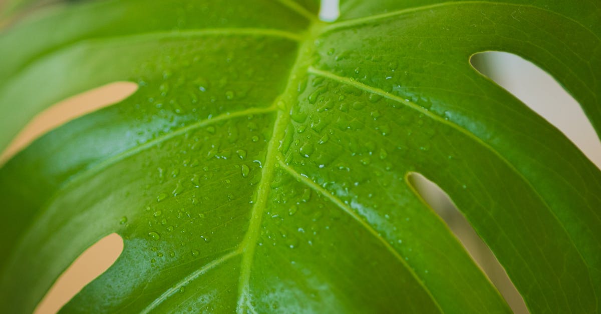 Are large veins in a rhubarb leaf safe to eat? - Wet monstera leaf with water drops Are large veins in a rhubarb leaf safe to eat? - Wet monstera leaf with water drops