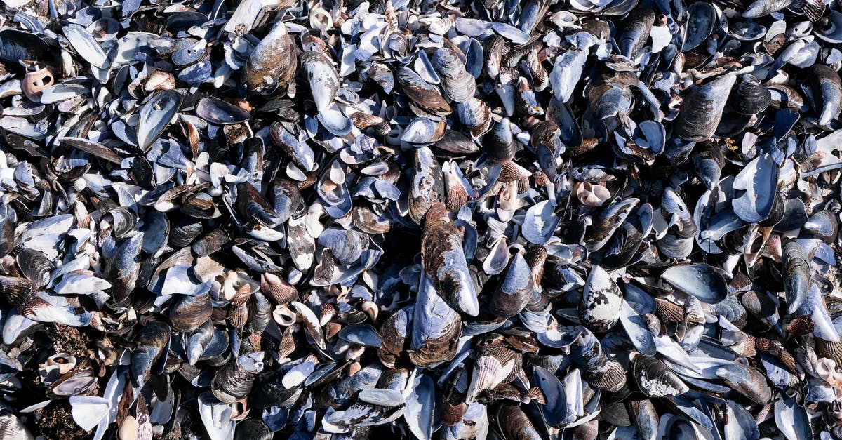 Are my mussels bad? - Brown Dried Leaves on Ground Are my mussels bad? - Brown Dried Leaves on Ground