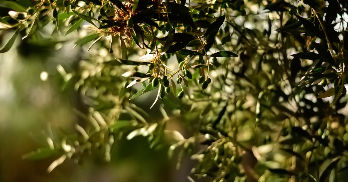 Are olives always salty - Green Leaf Fruit Tree Selective Focal Photo Are olives always salty - Green Leaf Fruit Tree Selective Focal Photo