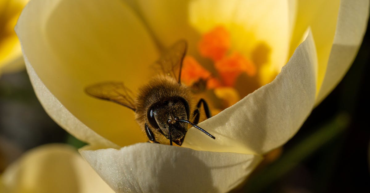 Are Saffron Crocus petals edible? - Bee leaving crocus Are Saffron Crocus petals edible? - Bee leaving crocus