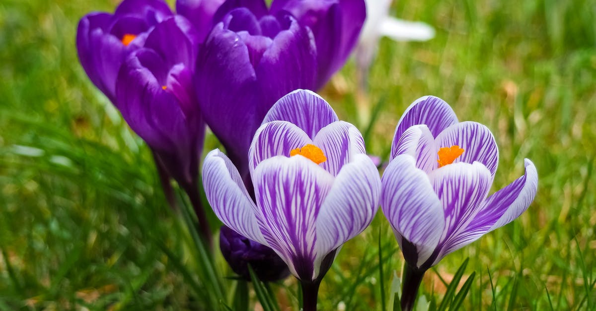 Are Saffron Crocus petals edible? - Purple Flowers Are Saffron Crocus petals edible? - Purple Flowers