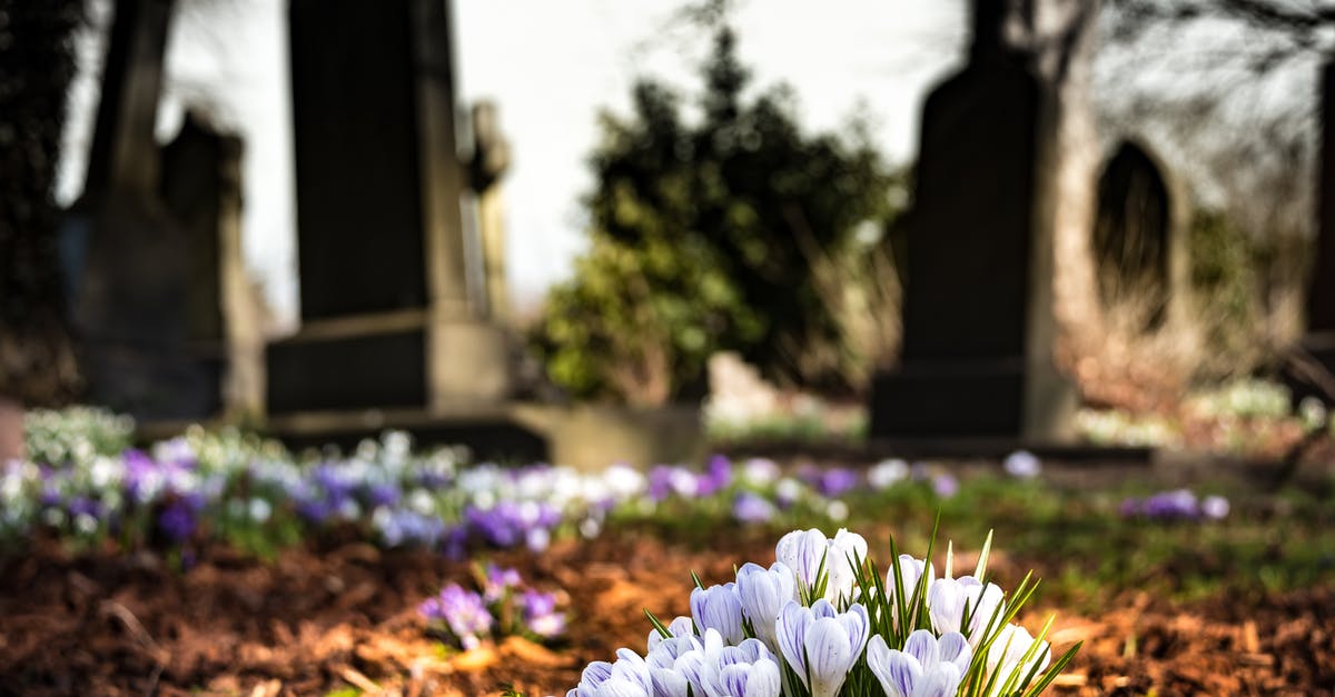 Are Saffron Crocus petals edible? - Purple Crocus in Bloom during Daytime Are Saffron Crocus petals edible? - Purple Crocus in Bloom during Daytime