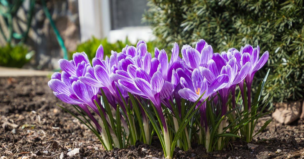 Are Saffron Crocus petals edible? - Close-up Photo of Purple Crocus Flowers Are Saffron Crocus petals edible? - Close-up Photo of Purple Crocus Flowers
