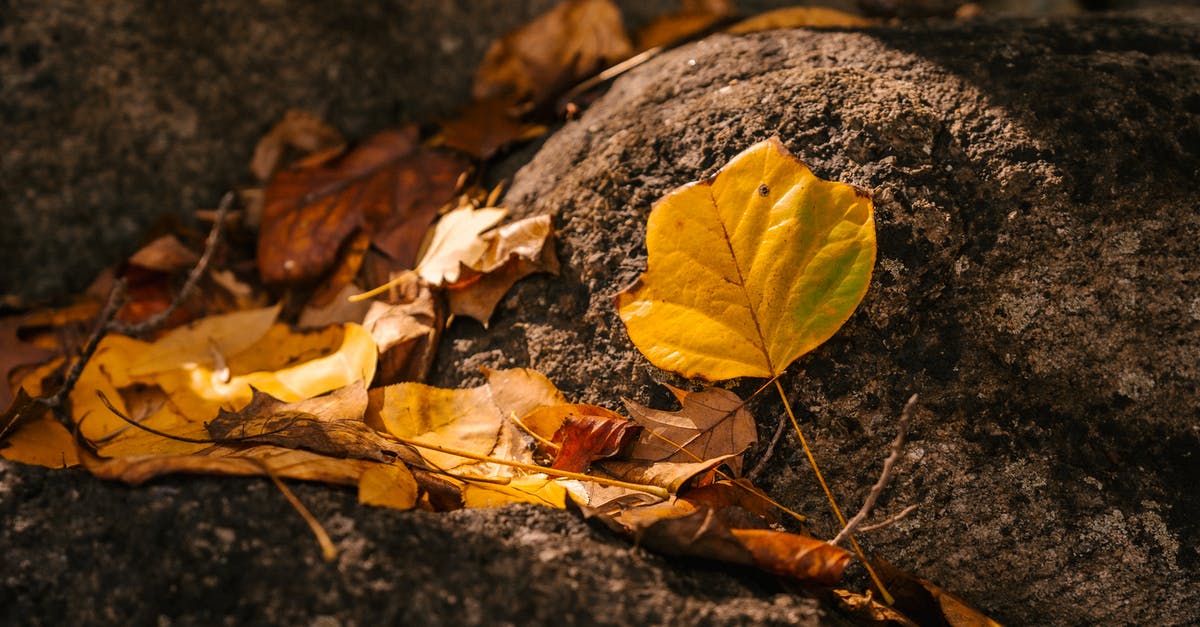 Are soft root vegetables edible? - Autumn leaves on ground in forest Are soft root vegetables edible? - Autumn leaves on ground in forest