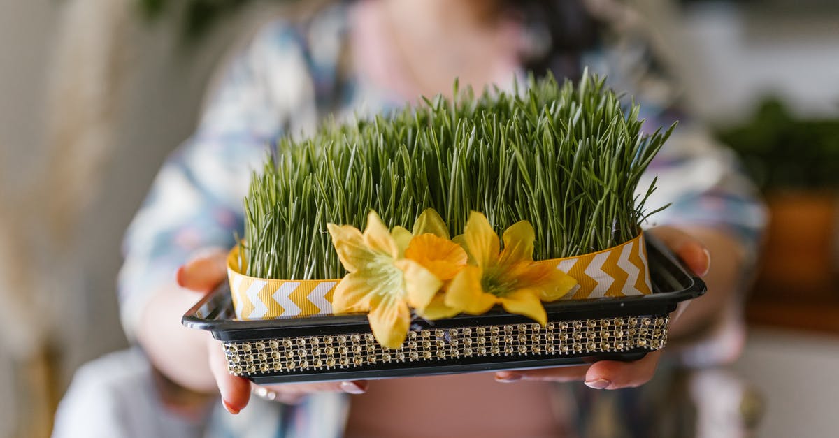 Are sprouting wheat berries safe? - Woman Holding A Box Of Wheat Sprouts Are sprouting wheat berries safe? - Woman Holding A Box Of Wheat Sprouts