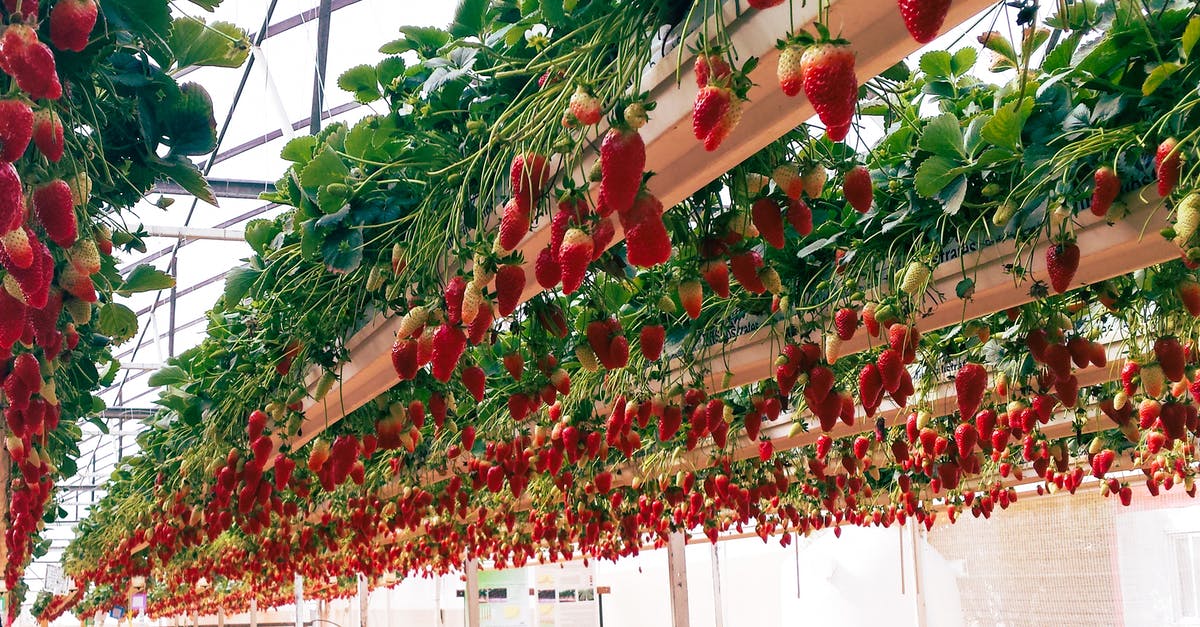 Are strawberries really dyed? - Strawberries in Greenhouse Are strawberries really dyed? - Strawberries in Greenhouse