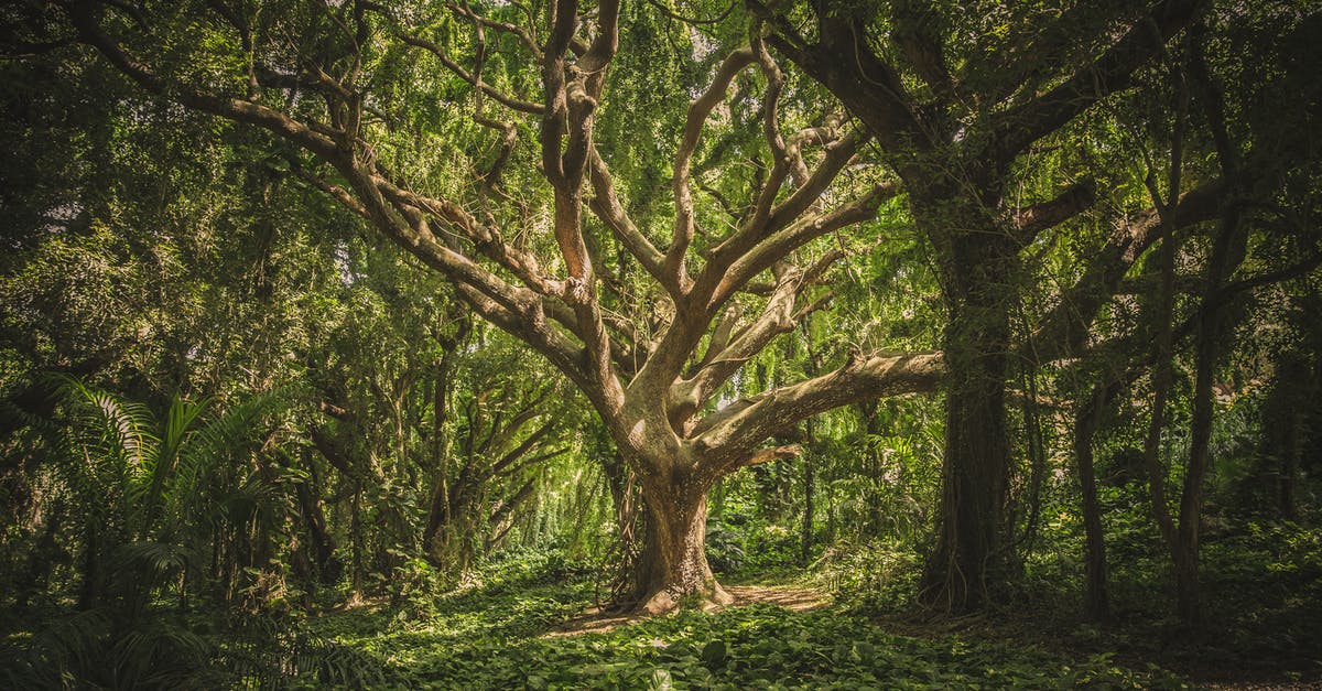 are the larger snails in Hawaii edible? - Green Leafed Tree are the larger snails in Hawaii edible? - Green Leafed Tree