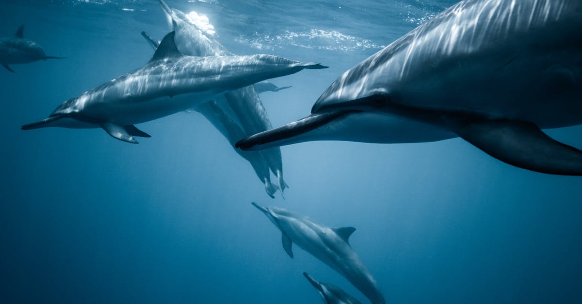 are the larger snails in Hawaii edible? - Photo of Pod of Dolphins are the larger snails in Hawaii edible? - Photo of Pod of Dolphins