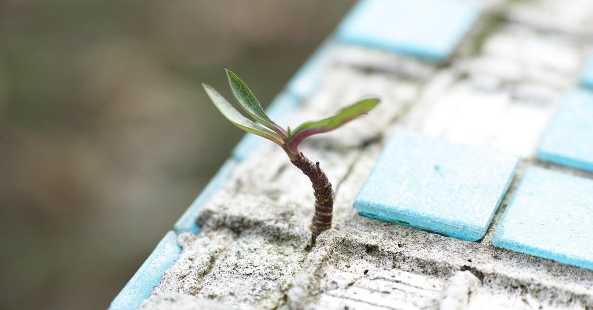 Are there any advantages to freshly ground salt? - Green Leafed Plant on Sand Are there any advantages to freshly ground salt? - Green Leafed Plant on Sand