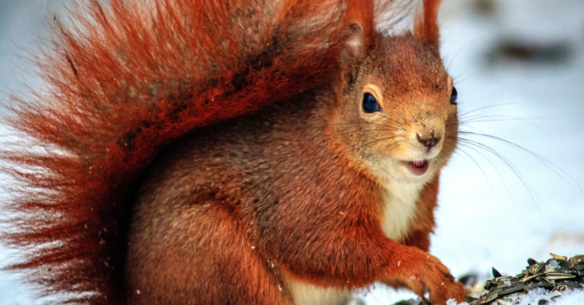 Are there any features of cookers that make them rodent resistant? - Brown Squirrel Above Snow at Daytime in Selective Focus Photo Are there any features of cookers that make them rodent resistant? - Brown Squirrel Above Snow at Daytime in Selective Focus Photo