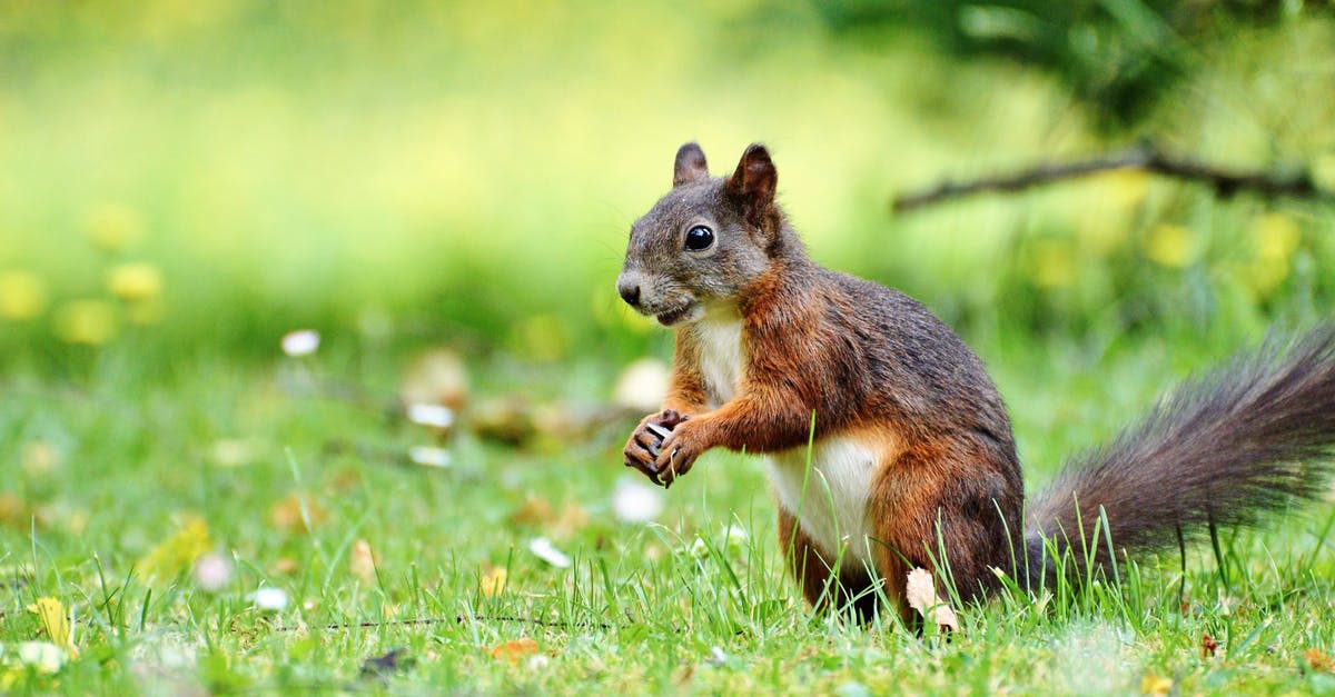 Are there any features of cookers that make them rodent resistant? - Squirrel on Grass Are there any features of cookers that make them rodent resistant? - Squirrel on Grass