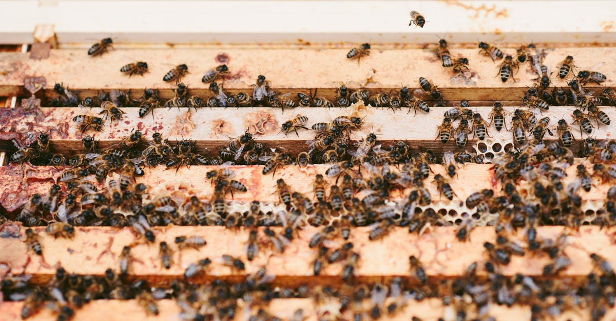 Are there food combinations that are dangerous? - High angle of flack of bees on wooden beehive with honeycombs in apiary Are there food combinations that are dangerous? - High angle of flack of bees on wooden beehive with honeycombs in apiary