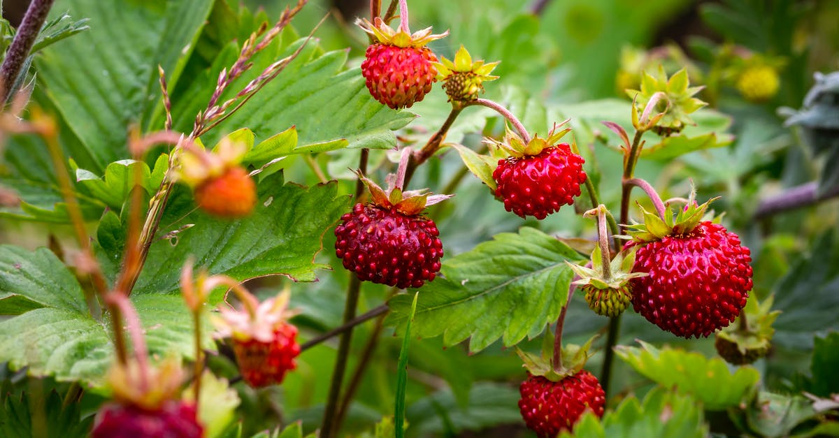 Are there particular palate cleansers for particular foods? - Red and Green Fruits in Close Up Photography Are there particular palate cleansers for particular foods? - Red and Green Fruits in Close Up Photography