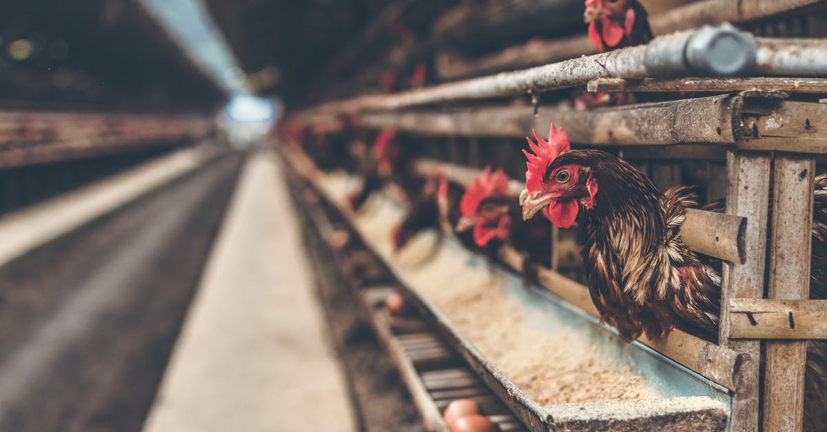Are these eggs safe to eat? - Rooster in Brown Wooden Coop Are these eggs safe to eat? - Rooster in Brown Wooden Coop