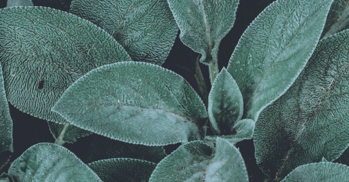 Are these green areas on my cured ham a health problem? - Green Leaf Plants Close-up Photography
