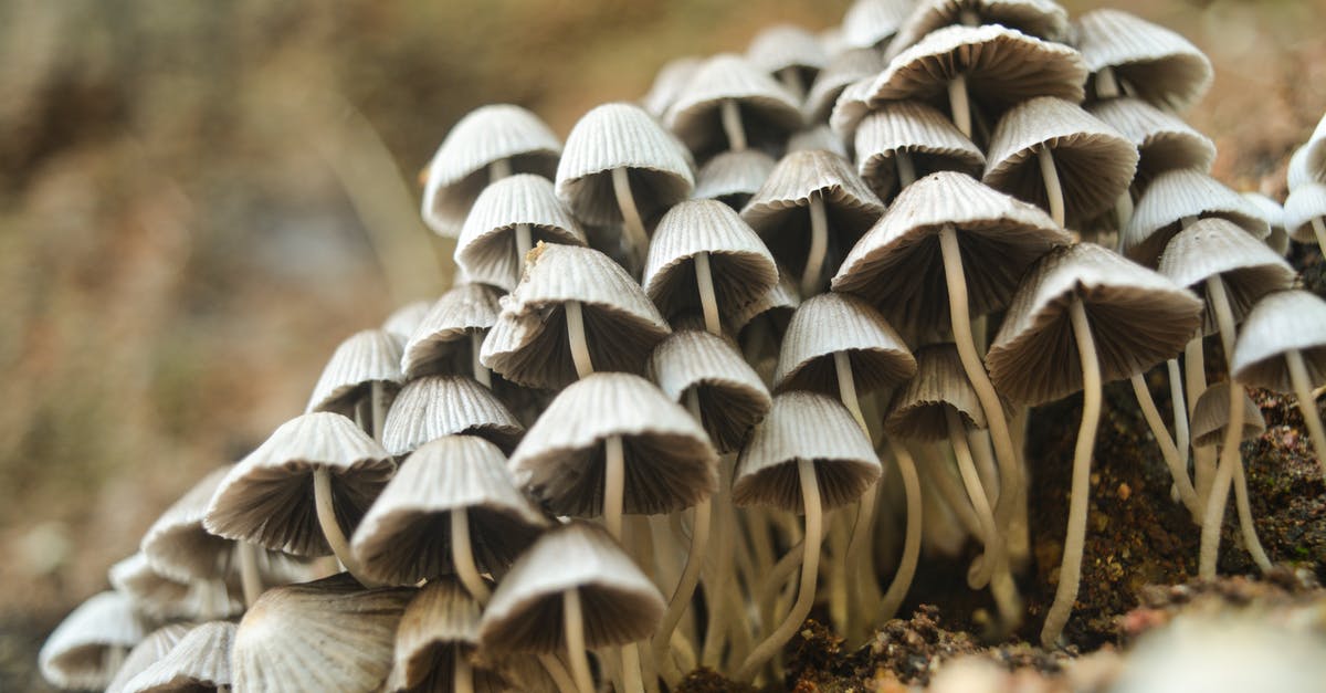 Are these mushrooms still edible? - Closeup Photo of White Mushrooms Are these mushrooms still edible? - Closeup Photo of White Mushrooms