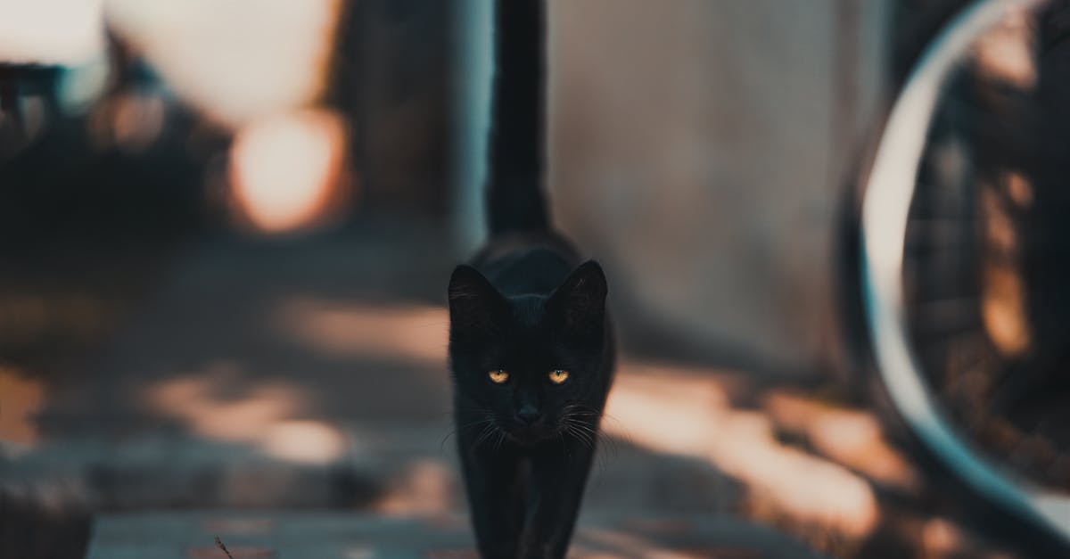 Are these worms in my black eyed peas/beans? - Black Cat Walking on Road Are these worms in my black eyed peas/beans? - Black Cat Walking on Road